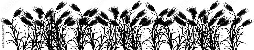 Border with black silhouette of ripe rye plants isolated on white background Border with black silhouette of ripe rye plants isolated on white background