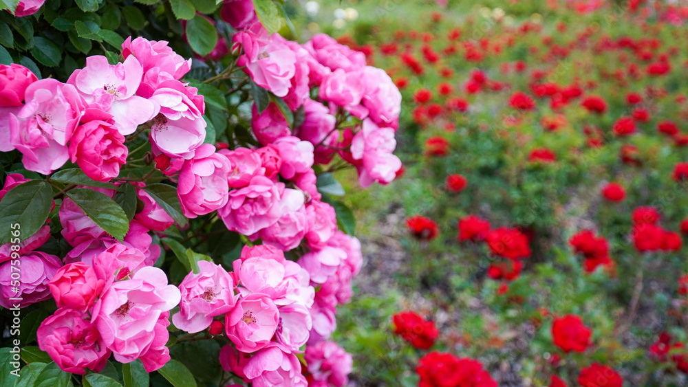 Pink roses, beautiful flowers with colorful lines Pink roses, beautiful flowers with colorful lines