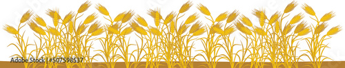 Border with ripe yellow rye plants isolated on white background