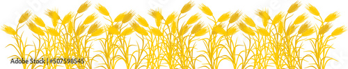 Border with ripe yellow rye plants isolated on white background