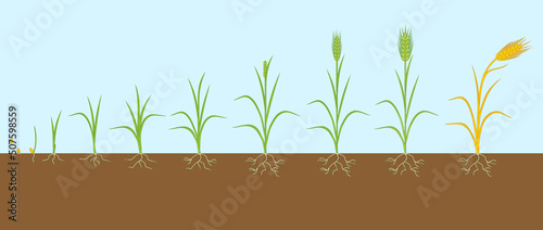 Rye life cycle. Stages of growth from seed to mature rye plant with root system