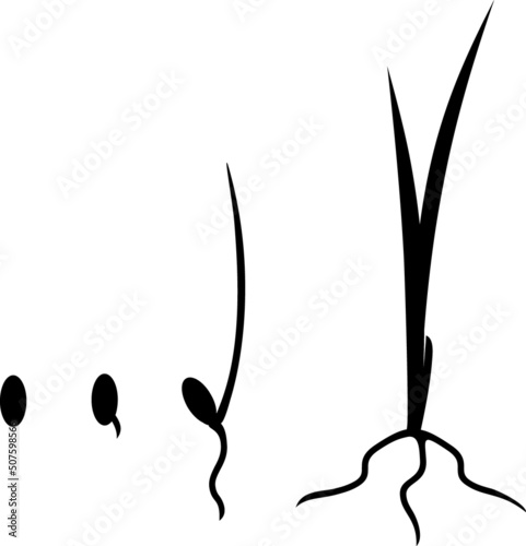 Black silhouette of stages of grass germination from seed to adult plant