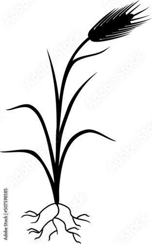 Black silhouette of rye plant with root system