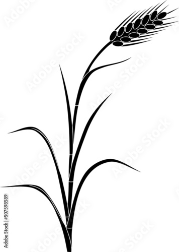 Black silhouette of rye plant