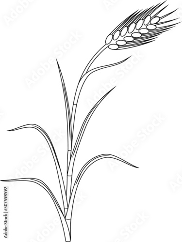 Coloring page with spikelet of rye