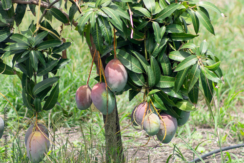 Tommy Atkins Mango cultivation in Andalusia Valle del Cauca Colombia. Tropical fruits. photo