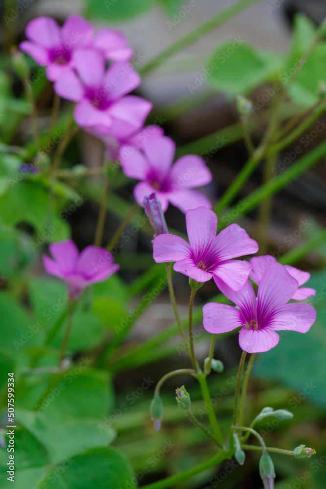 イモカタバミが咲きほこる