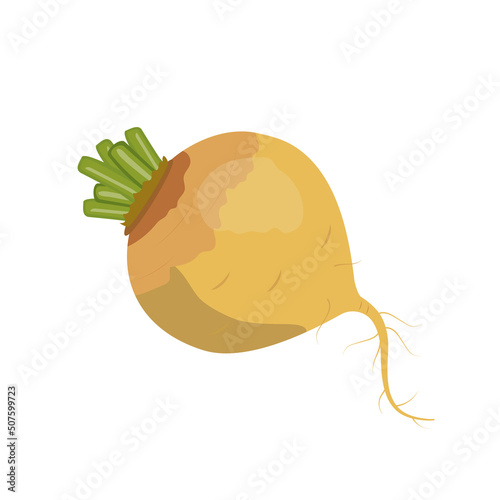 Yellow turnip, flat style vector illustration isolated on white background