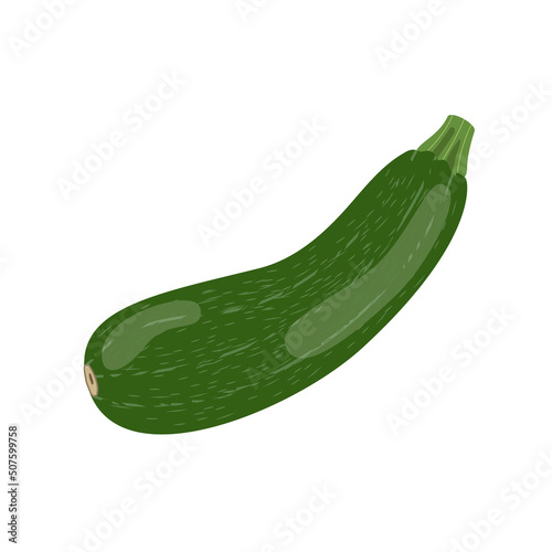 Zucchini, flat style vector illustration isolated on white background