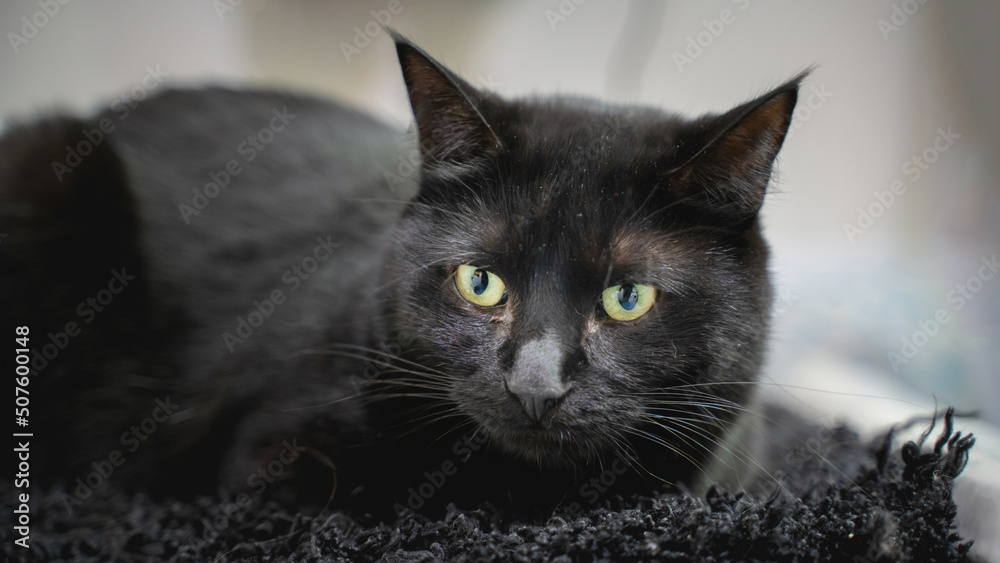black cat on a black rug