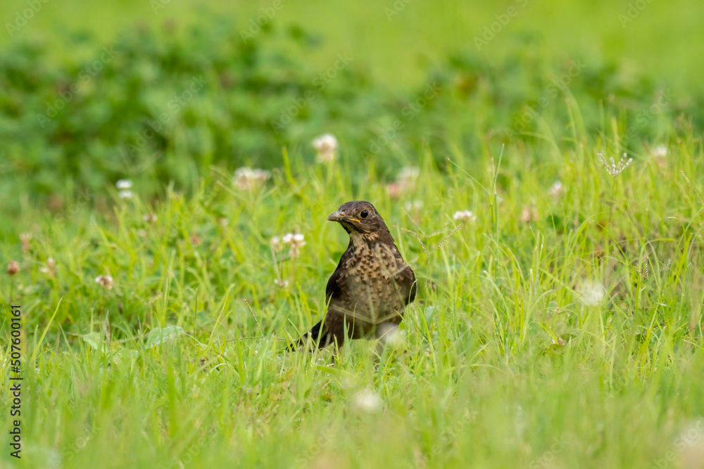 Close-up of a sitting common blackbird during spring time Close-up of a sitting common blackbird during spring time