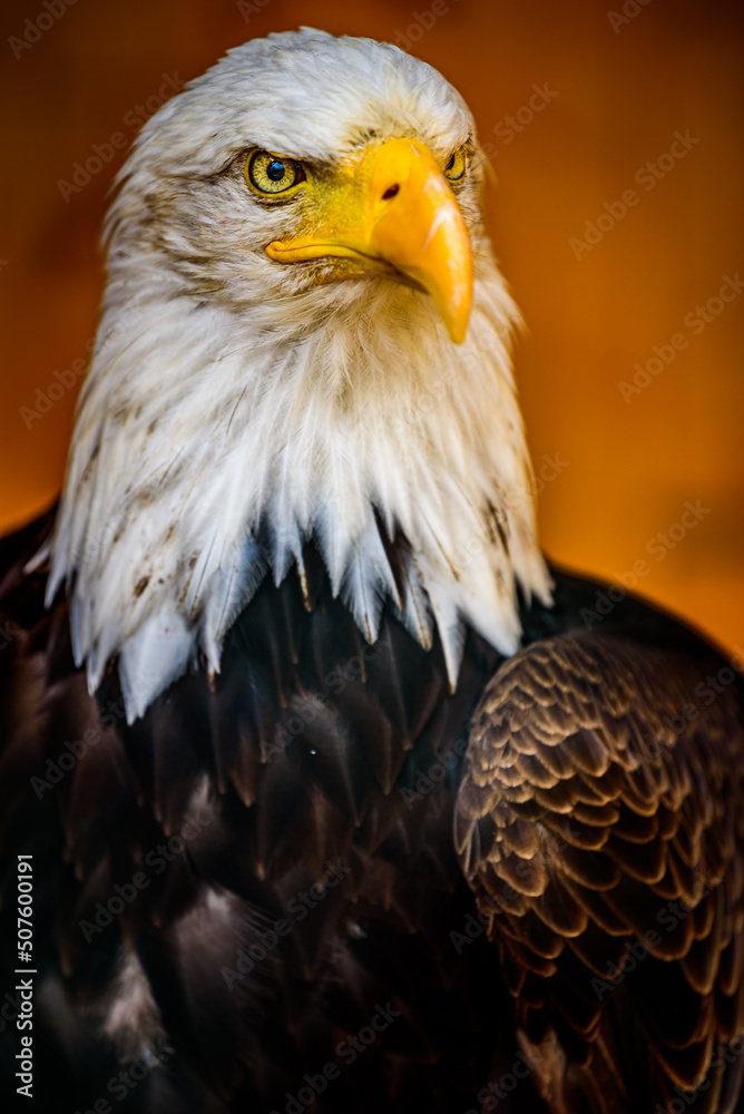 Obraz premium The bald eagle (Haliaeetus leucocephalus).