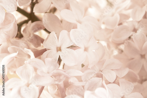 Pale pink beige neutral color little lilac flowers buds for wedding invitation or romantic floral wallpaper macro © Tanaly