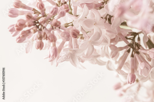 Pale pink beige neutral color little lilac flowers buds on light background for wedding invitation or romantic floral wallpaper macro
