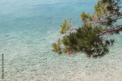 Fototapeta Naklejka Na Ścianę i Meble -  Green pine needles against the background of turquoise transparent water of the Adriatic Sea, beach vacation