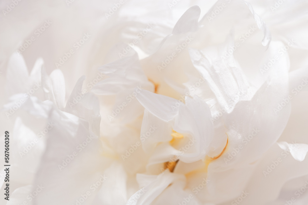 Fototapeta premium Closeup white peony flower, blurred macro petals pale pink color, natural floral background. Natural fresh blossoming flower of peony. Spring blooming, aesthetic flowery nature fon