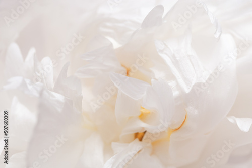 Closeup white peony flower, blurred macro petals pale pink color, natural floral background. Natural fresh blossoming flower of peony. Spring blooming, aesthetic flowery nature fon