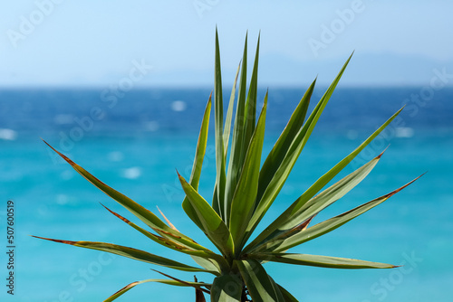 Cactus on the sea coast