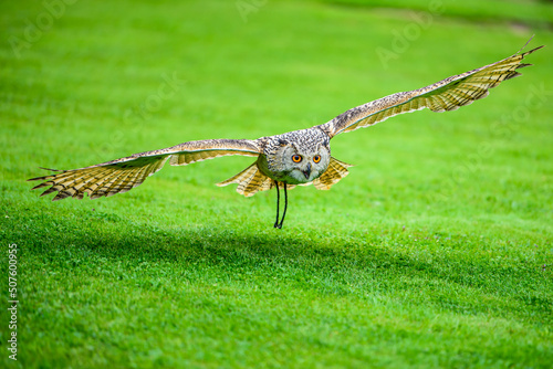 The Eurasian eagle-owl (Bubo bubo) also known as western Siberian eagle-owl.