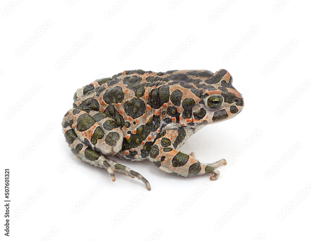 Fototapeta premium One big spotted frog.