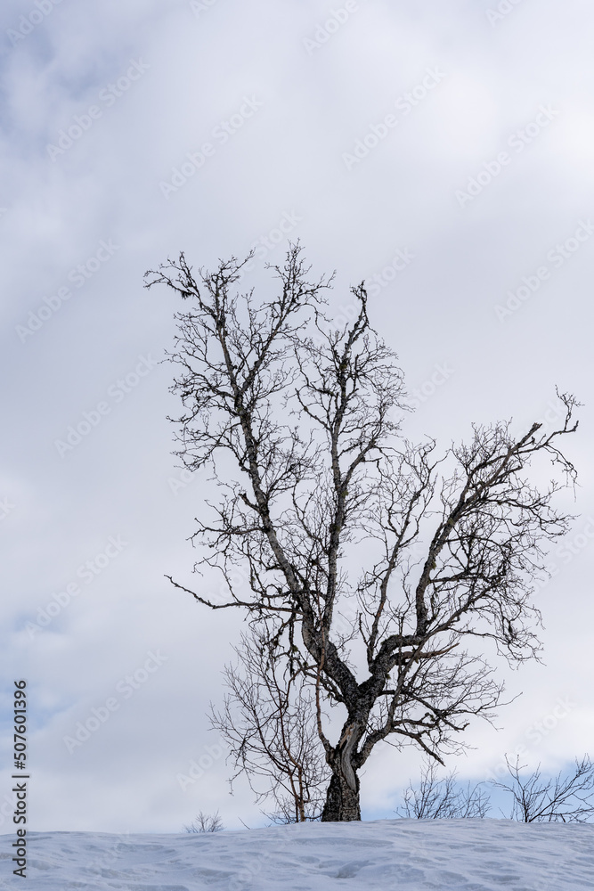 White winter background with blue sky and white clouds on which is a dark mountain birch silhouette that stands out against this background White winter background with blue sky and white clouds on which is a dark mountain birch silhouette that stands out against this background