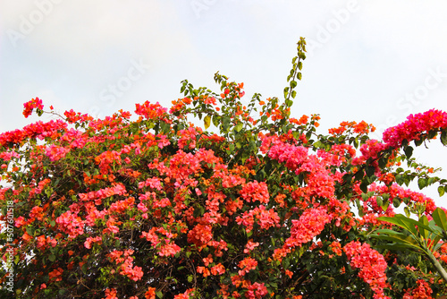 Great bougainvillea. Bougainvillea Spectabilis. Bandung, Indonesia
