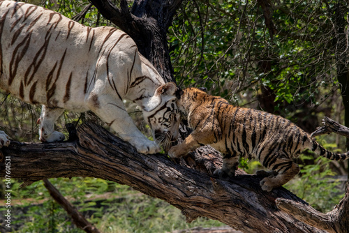 white tiger  © navjot