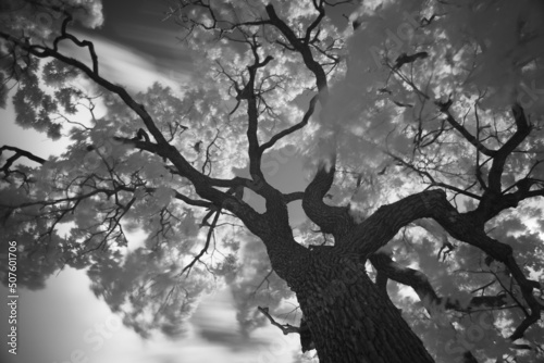 Branches of an old oak in black and white