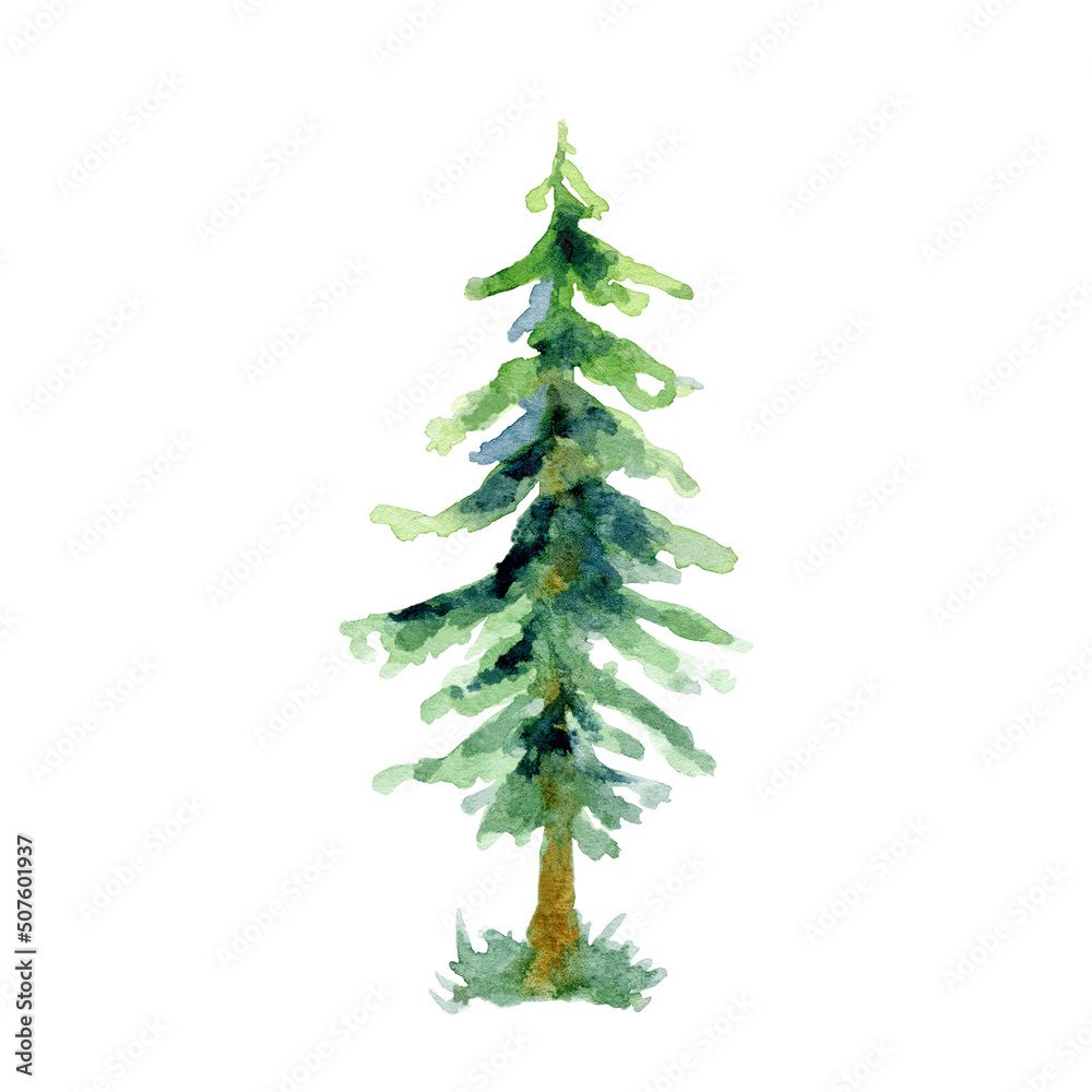Watercolor spruce tree with grass isolated on a white background Watercolor spruce tree with grass isolated on a white background