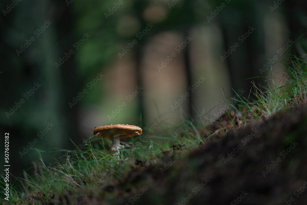 Fly agaric mushroom with blurred forest background Fly agaric mushroom with blurred forest background