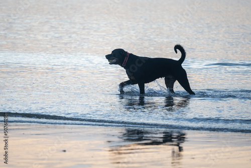 A black dog walking in the water at sunrise, reflection in the wet sand beach