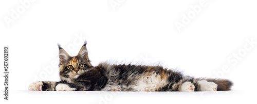 Impressive tortie with white Maine Coon cat kitten, laying down side ways completely stretched showing fluffy belly. Looking towards camera with amber eyes. Isolated on white background. © Nynke