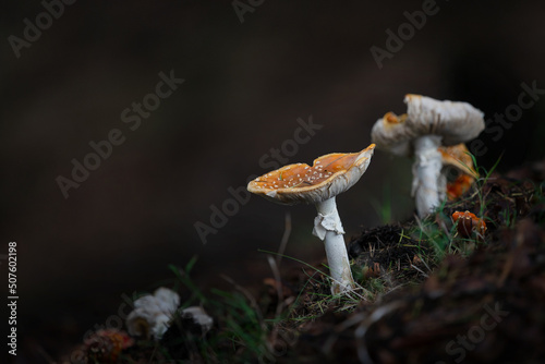 Close-up image of fly agaric mushrooms in the forest, Hawke’s bay.