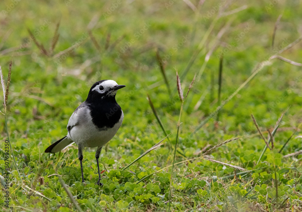 wagtail wagtail