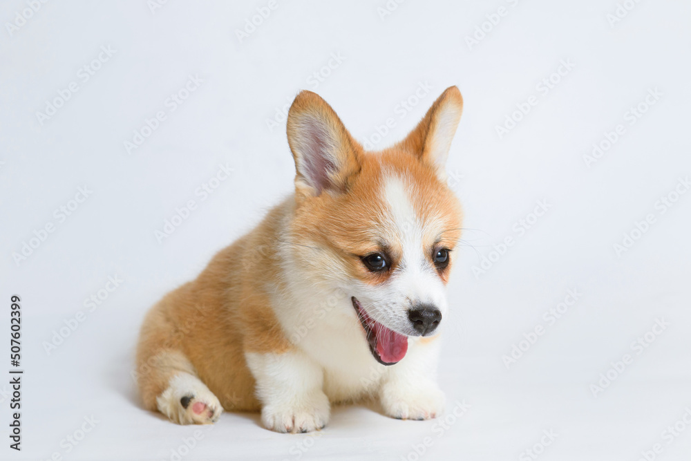 Portrait of a cute corgi puppy. A small yawning dog on a gray background. Portrait of a cute corgi puppy. A small yawning dog on a gray background.