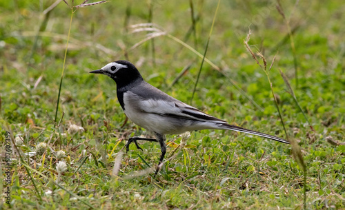 wagtail