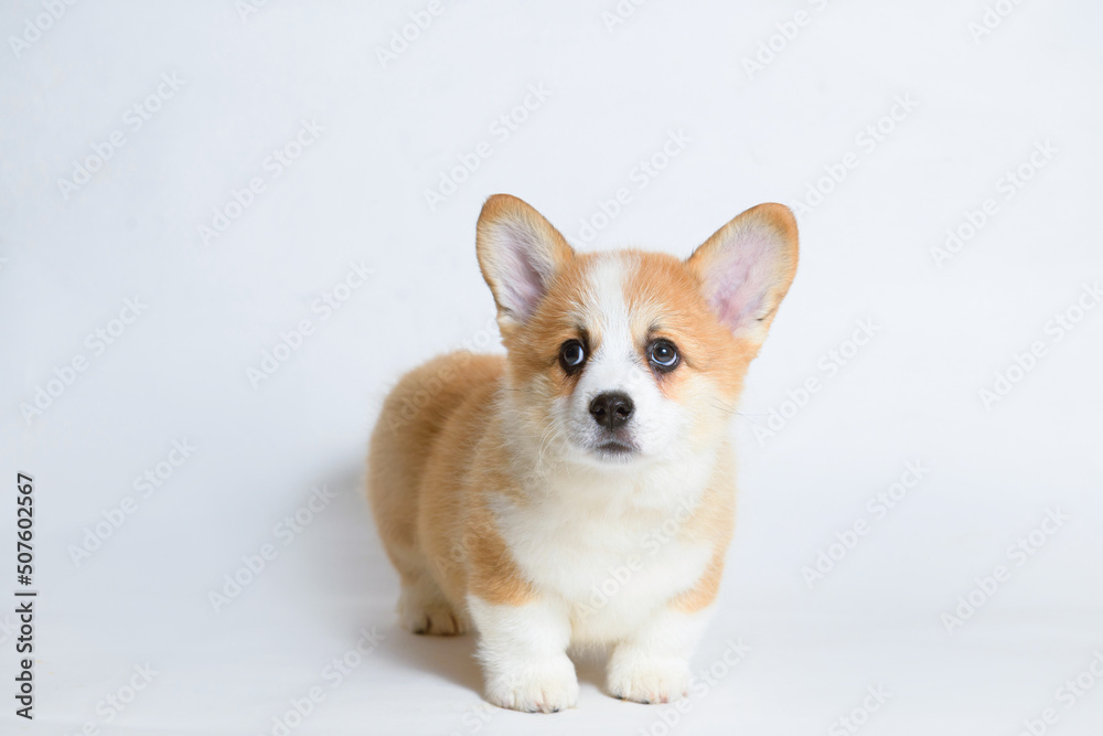 Portrait of cute puppy corgi. Little smiling dog on gray background. Free space for text. Dog for advertising tape. Portrait of cute puppy corgi. Little smiling dog on gray background. Free space for text. Dog for advertising tape.