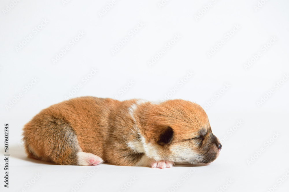 Funny wet puppy of the corgi breed after bath wrapped in towel. Just washed cute dog in bathrobe on gray background.