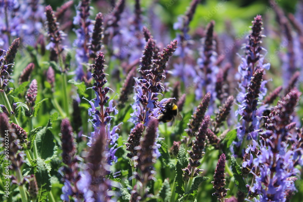 Obraz premium lavender in the field