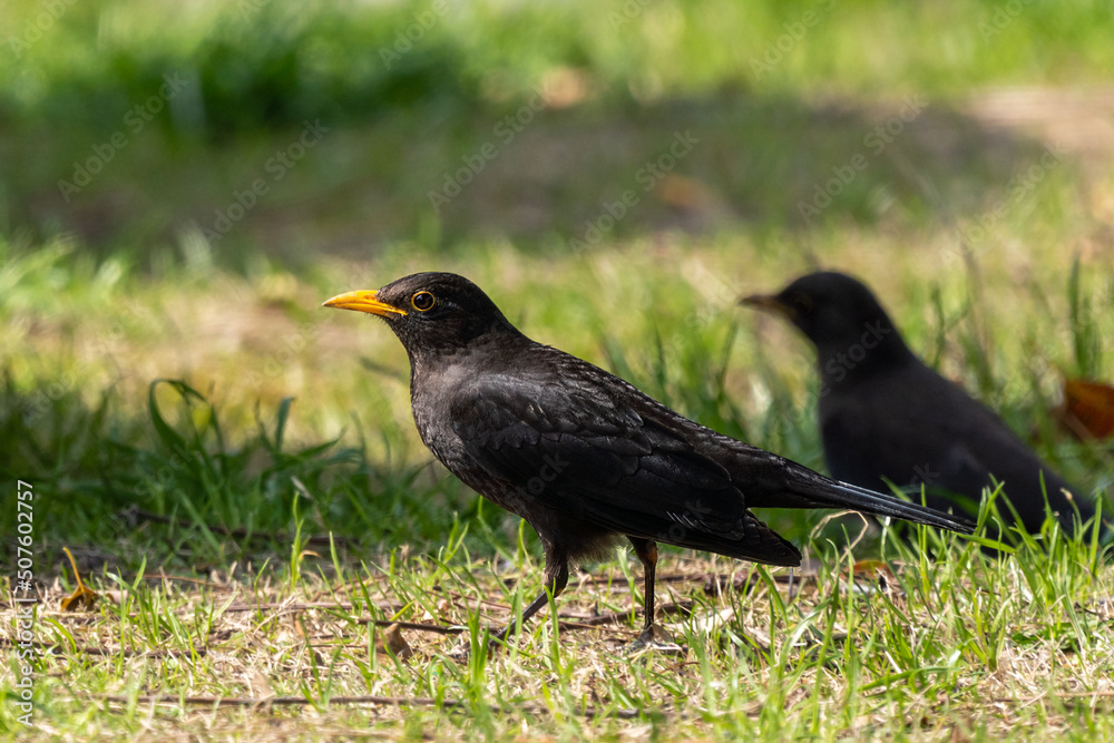 Close-up of a sitting common blackbird during spring time Close-up of a sitting common blackbird during spring time