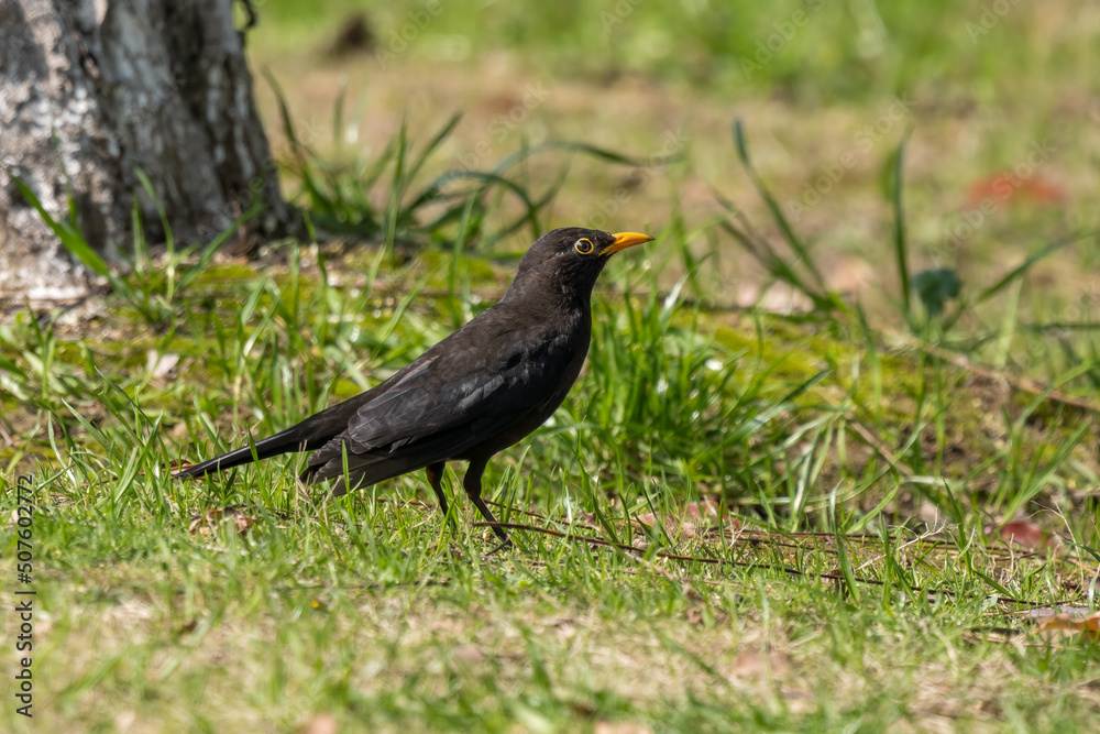 Close-up of a sitting common blackbird during spring time Close-up of a sitting common blackbird during spring time