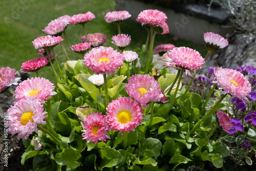 Seaside Daisy, Erigeron glaucus Ker Gawi, flowering in Thurlestone Devon photo