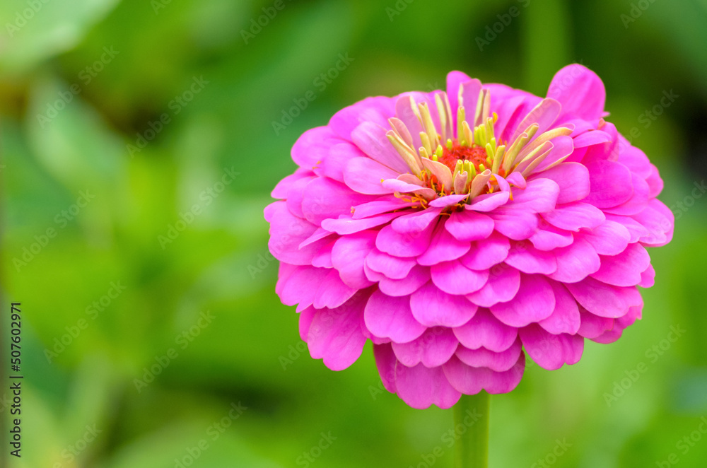 zinnia graceful bud photographed close-up against the background of soft light green bokeh