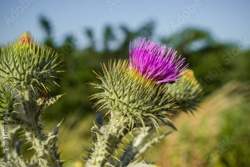 Milk thistle  Silybum marianum  L.  Gaertner  - a species of plant belonging to the Asteraceae family.