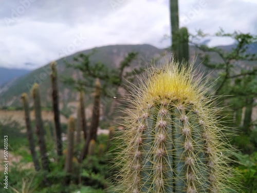 Cactus with mountains background