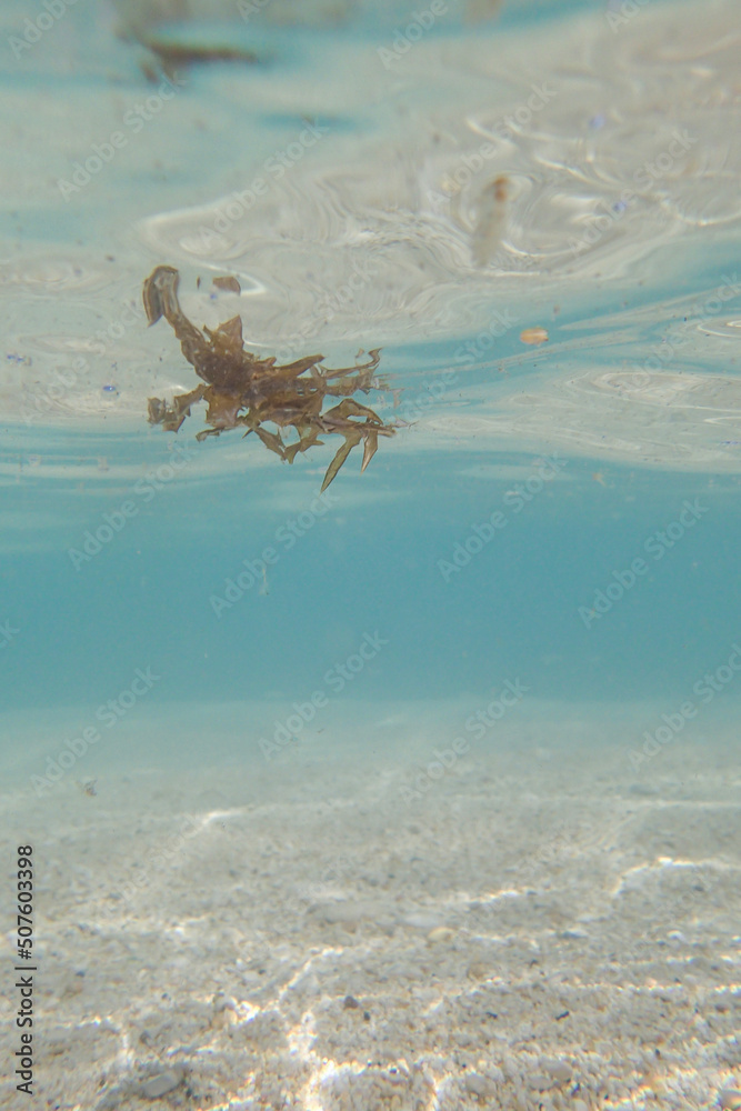 Underwater in the mediterranean Sea