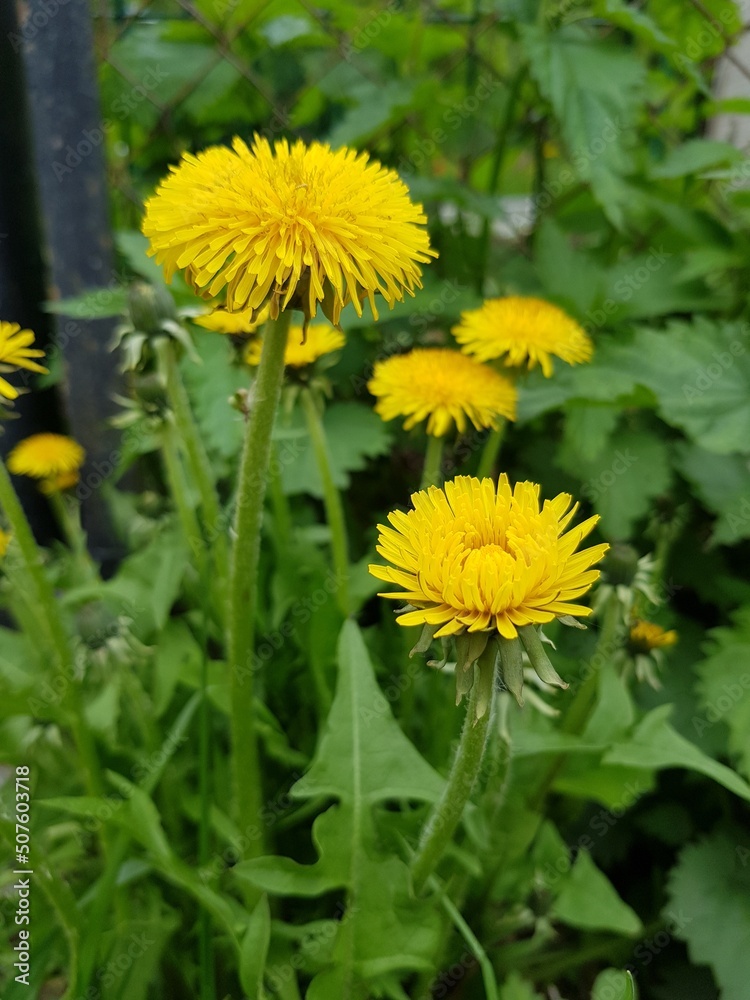 Yellow flowers of dandelions in a green field Yellow flowers of dandelions in a green field
