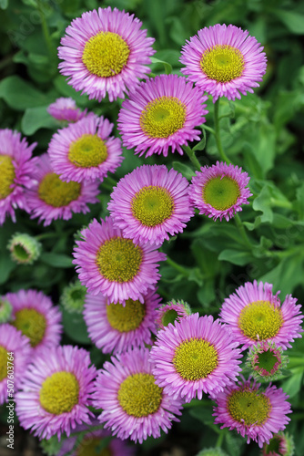 Seaside fleabane pink flowers in close up