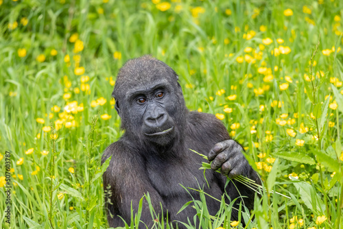 Εκτύπωση καμβά gorilla feeding