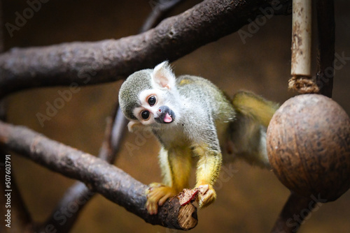 Photo of Saimiri sciureus in zoo habitat. He is so cute animal. photo